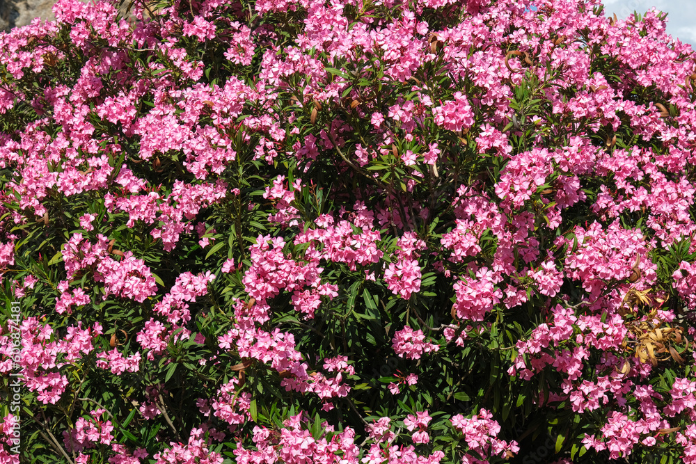 Rhododendron (Rhododendron ferrugineum) blooming in nature. Rhododendron (Rhododendron ferrugineum) blooming in nature.