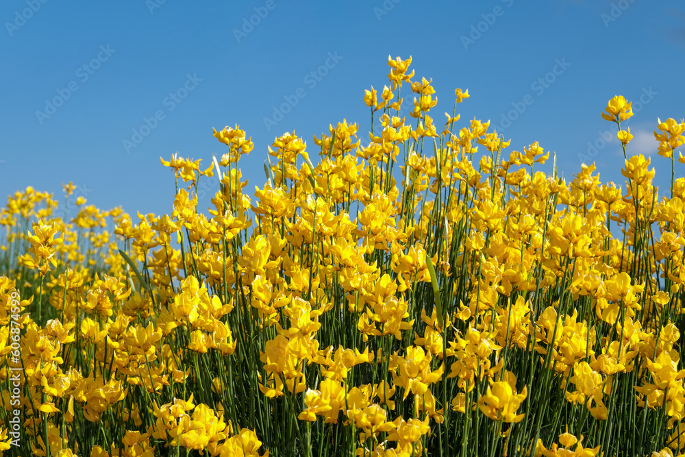 Yellow Spanish Broom (Spartium junceum), shrub with yellow flowers growing in Mediterranean region, against blue sky background. Yellow Spanish Broom (Spartium junceum), shrub with yellow flowers growing in Mediterranean region, against blue sky background.