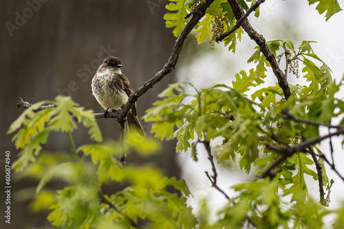 spring brings birds on migration like this Eastern Phoebe string on a tree branch