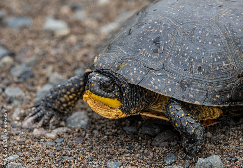 a rare endangered blanding's turtle emerges in early spring a rare endangered blanding's turtle emerges in early spring