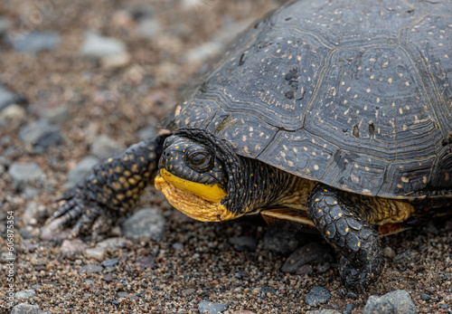 Canvastavla a rare endangered blanding's turtle emerges in early spring