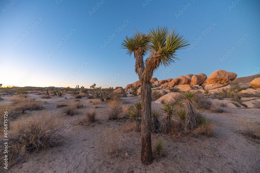 Incredible sunset landscape in Joshua Tree National Park with gradient orange and blue panoramic sky in fall, autumn with large rock boulders in desert. 