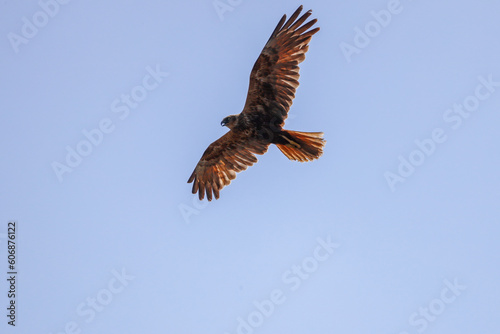 Wild Birds, Marsh Harrier, Eurasian Reed Warbler, Great Crested Grebe © telearlens