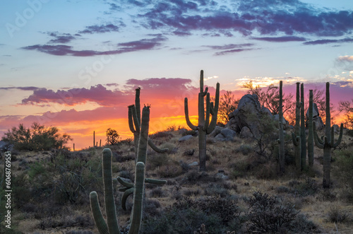 Saguaro Cactus On A Hill At Sunrise Time In Phoenix Arizona Area © Ray Redstone