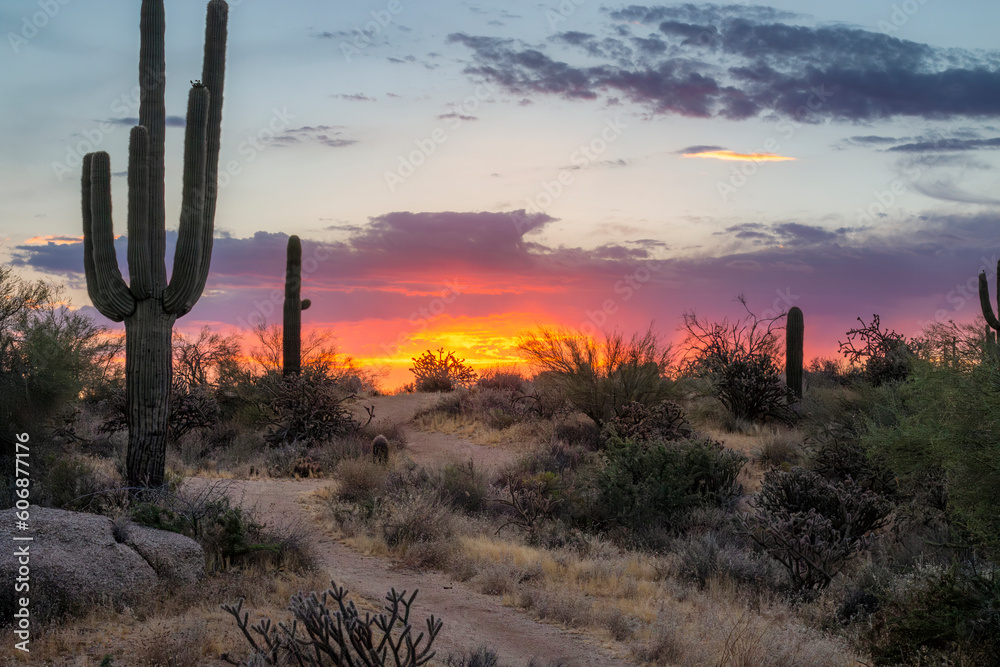 Colorful Sunrise Along Desert Hiking Trail In Scottsdale AZ With Cactus