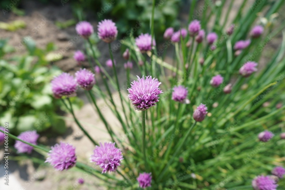 Chives bloom in the garden. Beautiful chives grown on the plot.
Chives bloom in the garden. Beautiful chives grown on the plot.