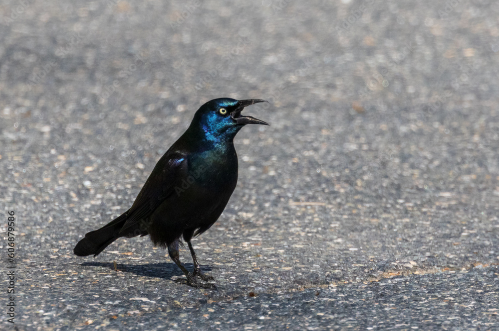 Fotografie Blue iridescent feathers on a screeching American crow