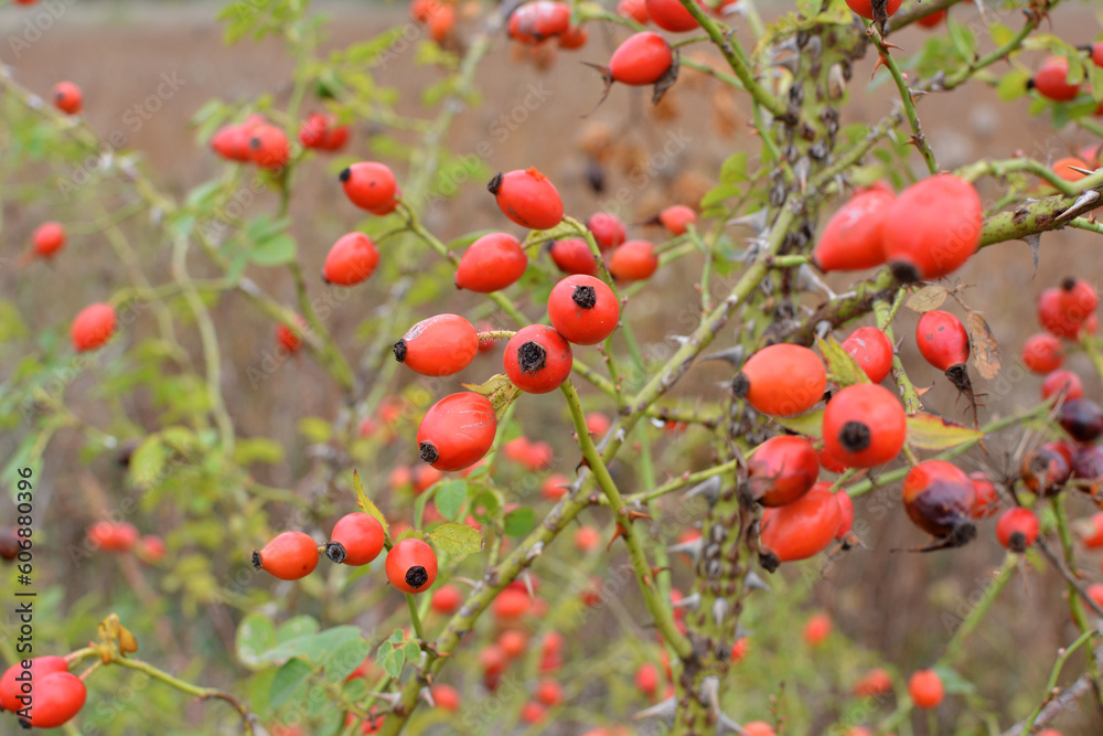 Berries ripen on the branch of a dog rose bush