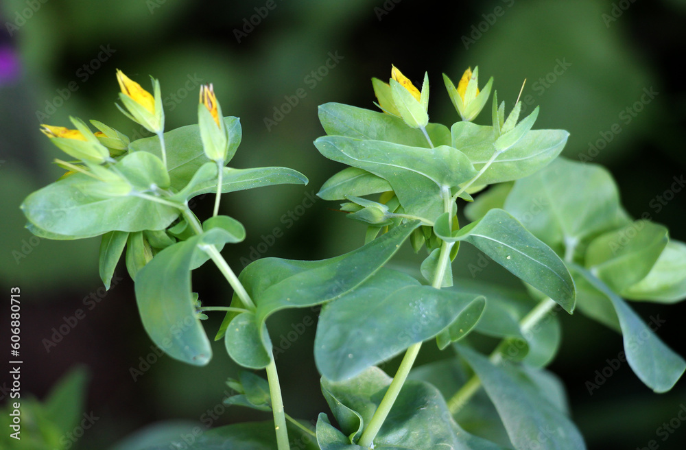 Cerinthe minor grows in nature Cerinthe minor grows in nature