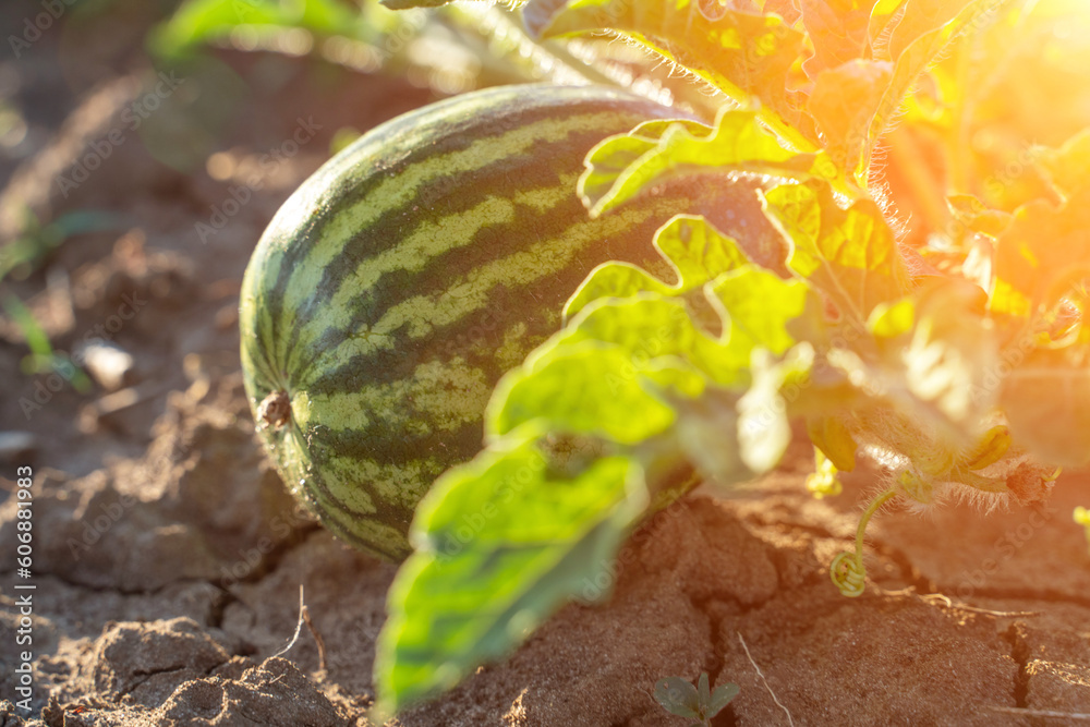 Watermelon grows on a green watermelon plantation in summer. Agricultural watermelon field. Watermelon grows on a green watermelon plantation in summer. Agricultural watermelon field.