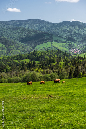 Fototapeta Naklejka Na Ścianę i Meble -  Pieniny National Park in Carpathian Mountains in Poland at summer day