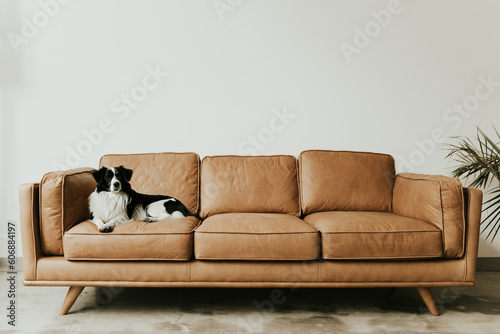 Dog sitting big sofa (ID: 606884197)