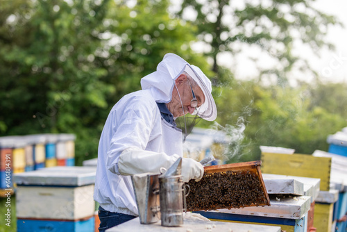 Beekeeper hands in protective costume carefully removing a wooden frame with bees for inspection.
