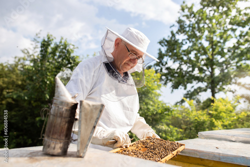 Beekeeper hands in protective costume carefully removing a wooden frame with bees for inspection.