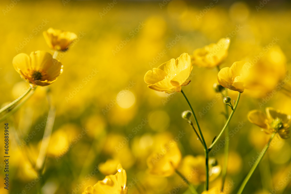 A close up of vibrant buttercups in the spring sunshine, with an abundance of buttercups defocused behind