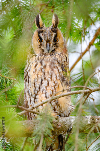 horned owl