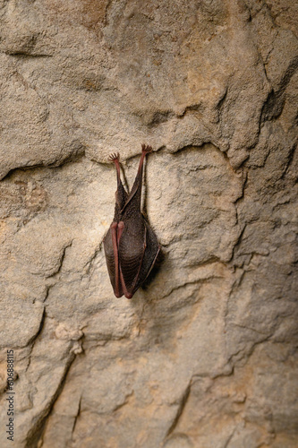 bat in cave