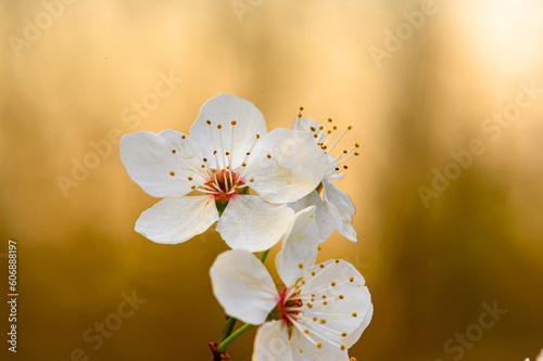 blossom
