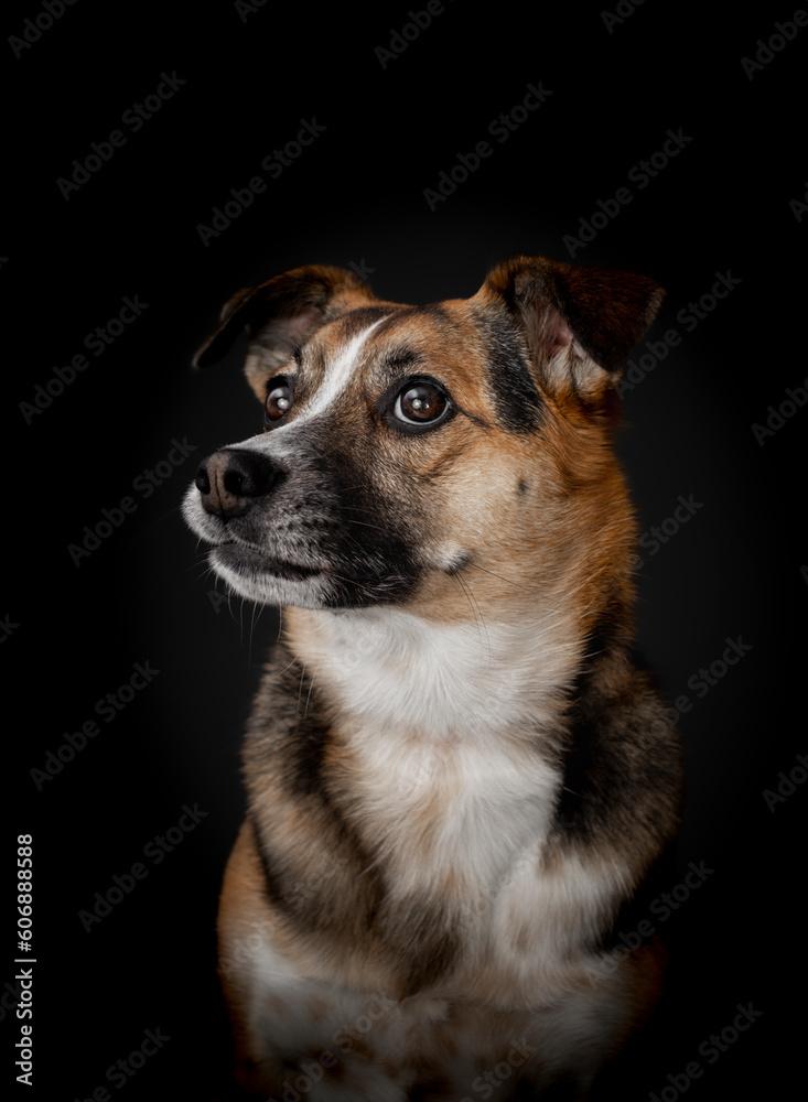 Portrait of a young german shepherd mix mongrel dog on a black background Portrait of a young german shepherd mix mongrel dog on a black background