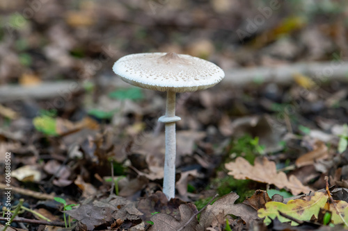 mushroom in the woods