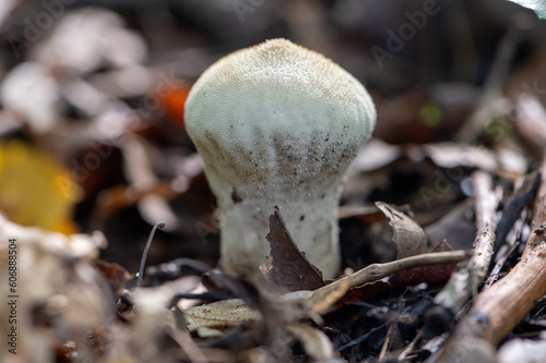 mushroom in the forest
