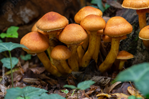 mushrooms in the forest