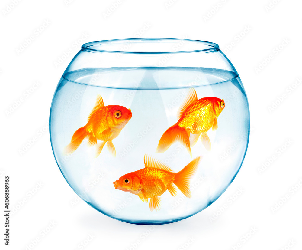 Fototapeta premium Goldfishes in aquarium isolated on white background.