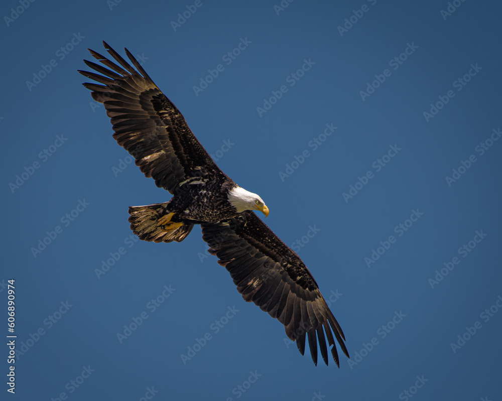 Fototapeta premium American bald eagle