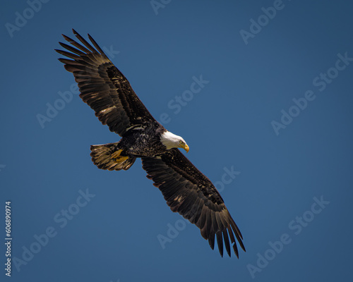 American bald eagle © Paul Freidel 