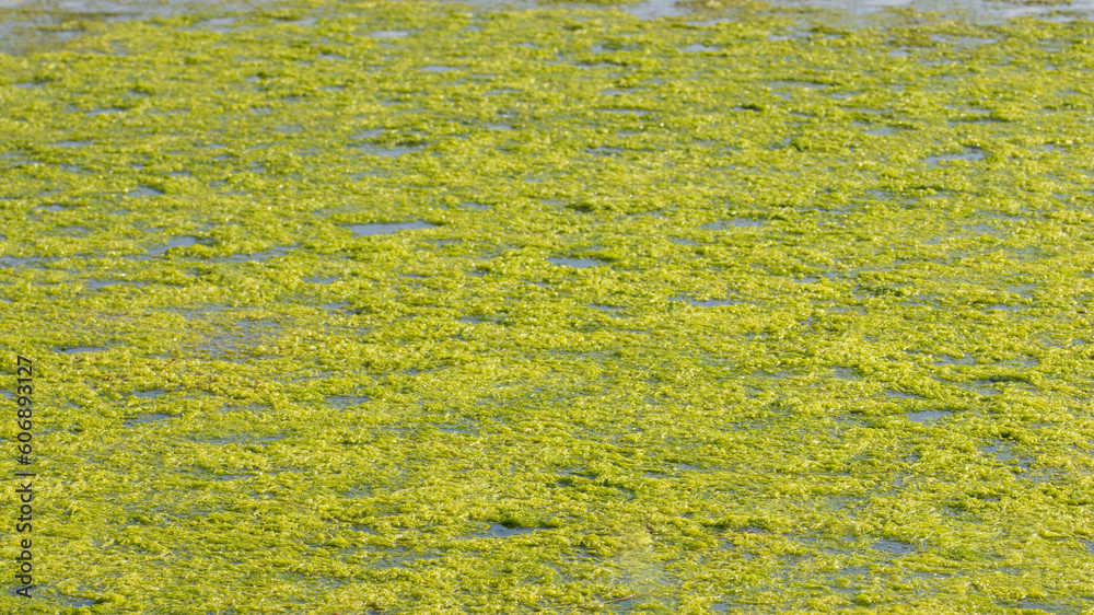 mud on the surface of the lake mud on the surface of the lake