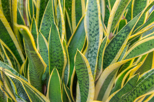 Snake Plants