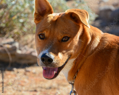 close up of a dog