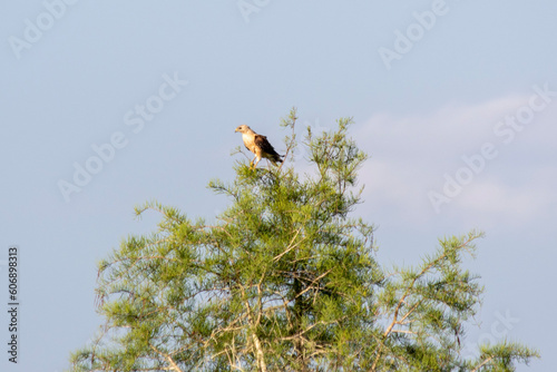 hawk in tree
