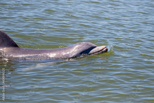dolphin in water