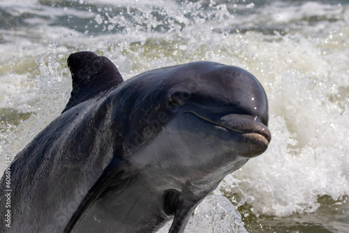dolphin in water