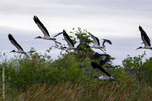 birds in flight