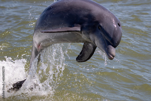 dolphin in the water