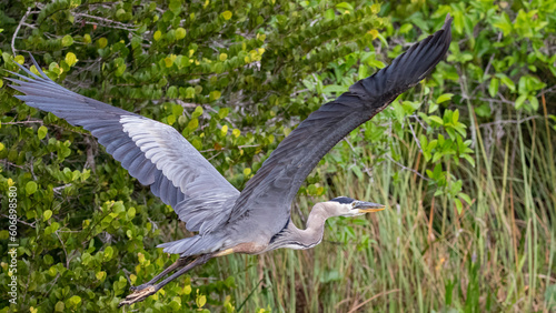 heron in flight