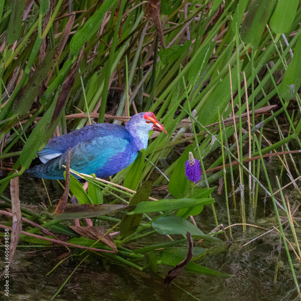 Naklejka premium blue bird in grass
