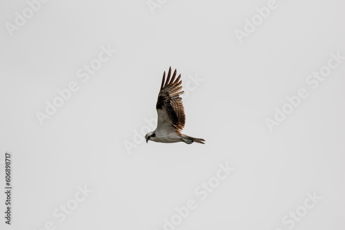 osprey in flight