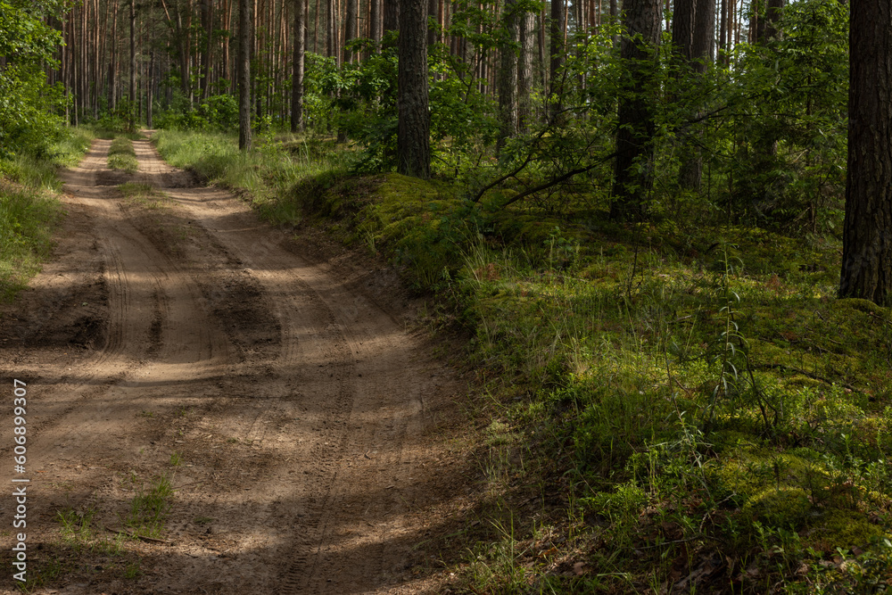 Fototapeta premium Beautiful rural road in the countryside, day landscape