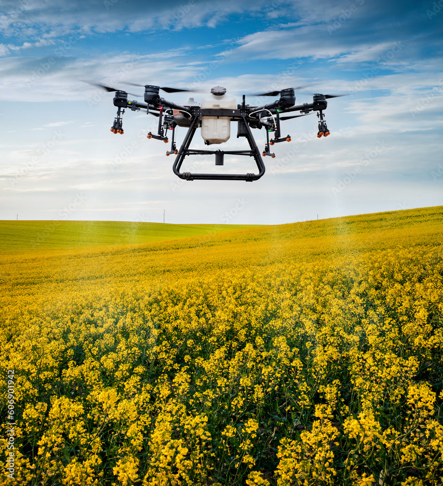 A large agricultural drone sprays rapeseed fields to protect against pests and increase yields. jets spray rapeseed in the flowering phase