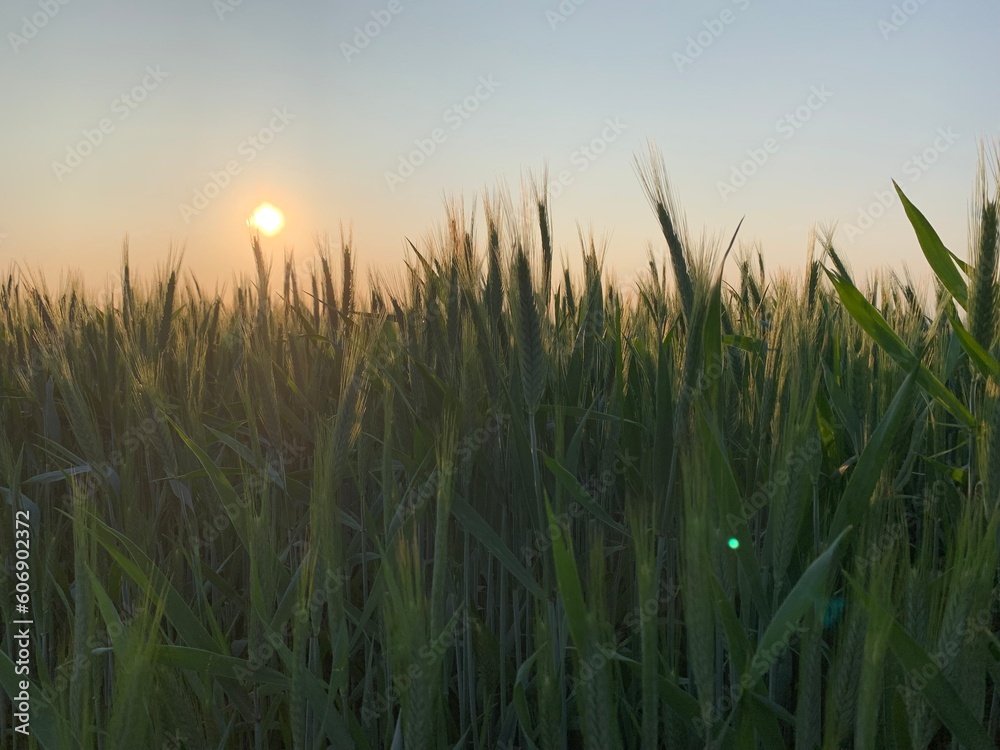 Fototapeta premium Feld