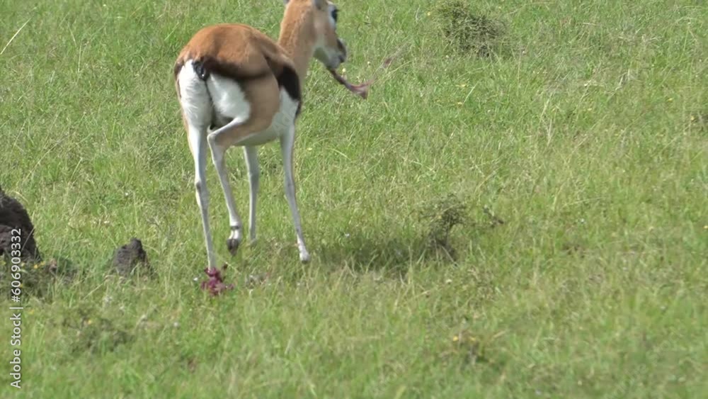 A gazelle eats her placentar after birth to avoid predators smelling the blood. A gazelle eats her placentar after birth to avoid predators smelling the blood.