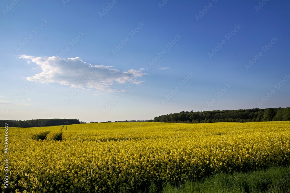 Rapsfeld am Abend Rapsfeld am Abend