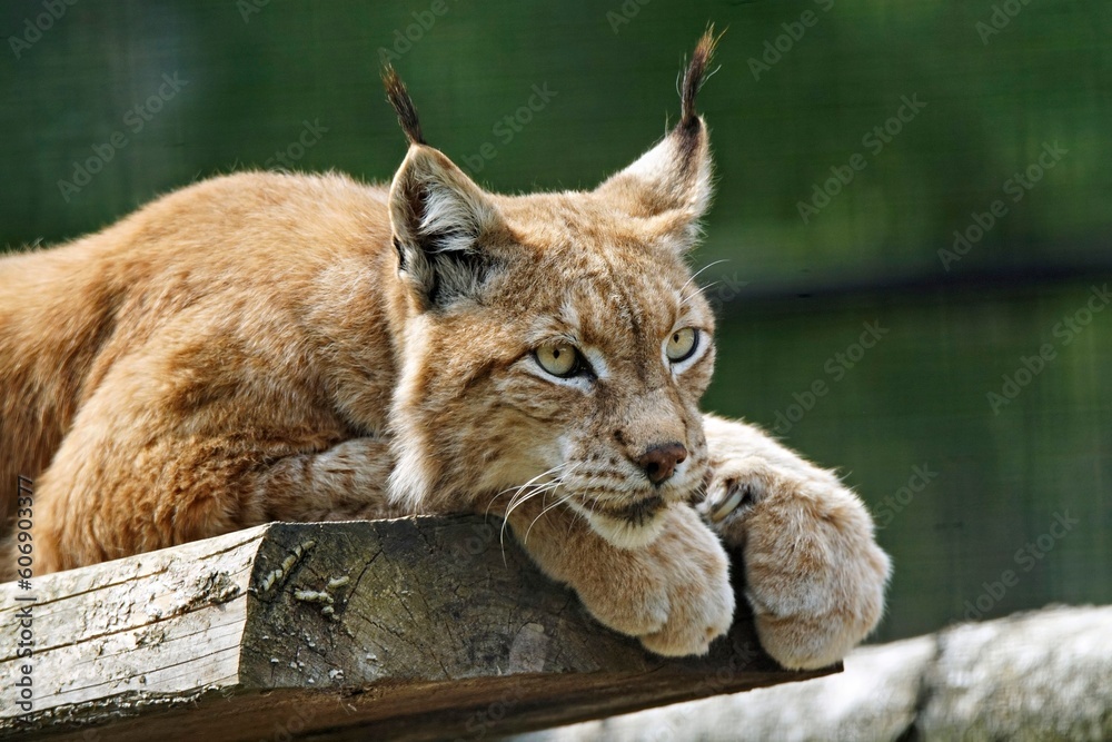 Fototapeta premium Luchs
