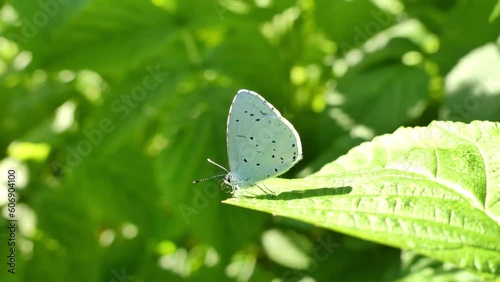 Butterfly Holly blue, Celastrina argiolus on green leaf of raspberry bush and a butterfly tube curling up in slow motion. Close-up shot with visible details of  insect - real time and slow motion. photo