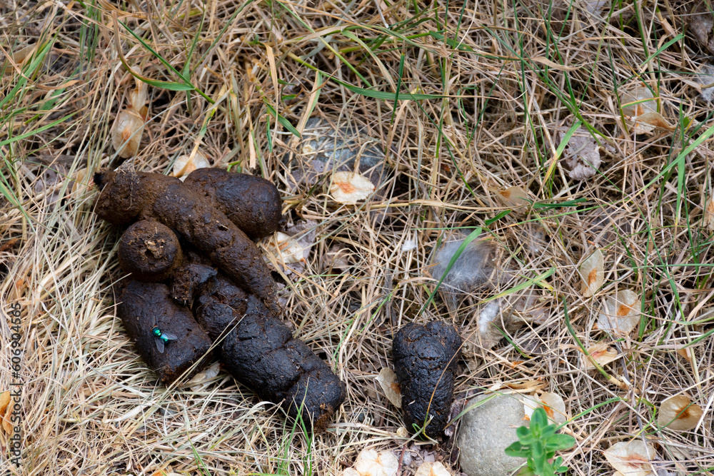 A close up image of a large pile of dog poop with black fly on dead brown grass.