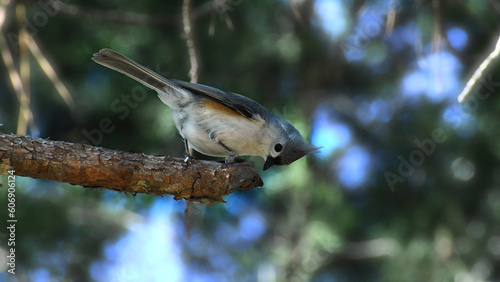 Tufted Titmouse Perched On A Pine Tree Branch