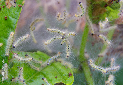 Web nest of fall webworms, caterpillars of the Fall Webworm Moth (Hyphantria cunea) also known as Eastern tent caterpillar, Gypsy moth, Brazos Bend State Park, Texas, USA. photo